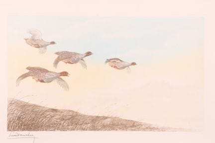 Léon DANCHIN.
Pheasant Hens. Color etching, 35.5 x