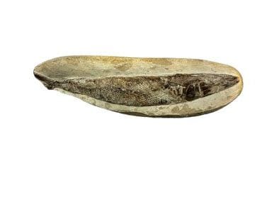 鱼类化石
长：22 厘米
（有磨损）