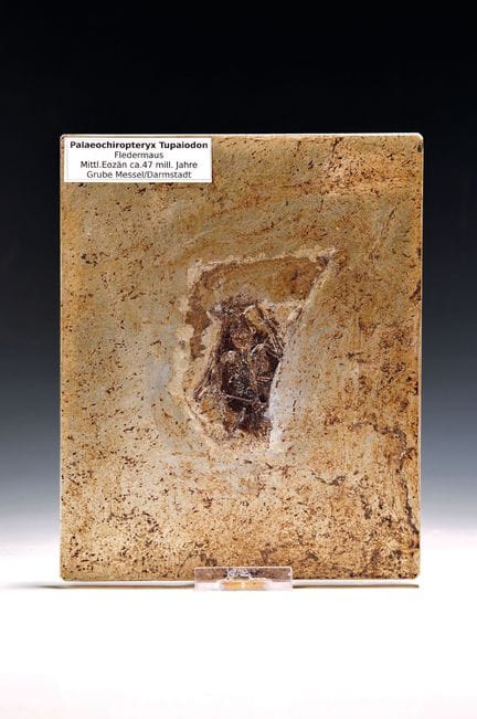 Fósil de un murciélago (Palaechiropteryx Tupaidon)