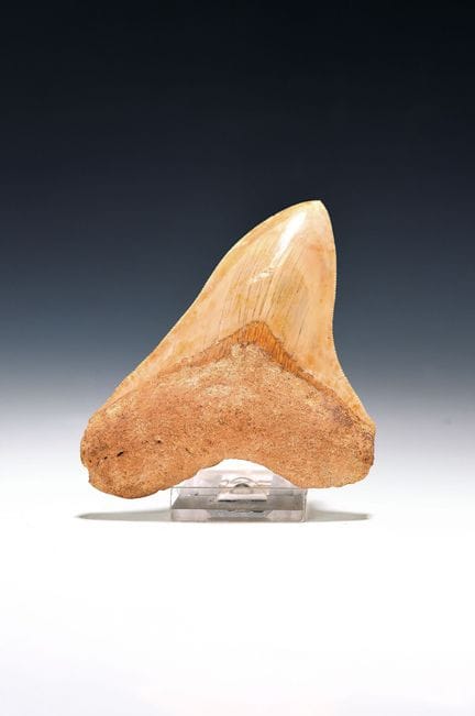 Diente de tiburón prehistórico auténtico, Charchar