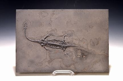 Keichousaurus, un dinosaurio nadador, sobre una pl