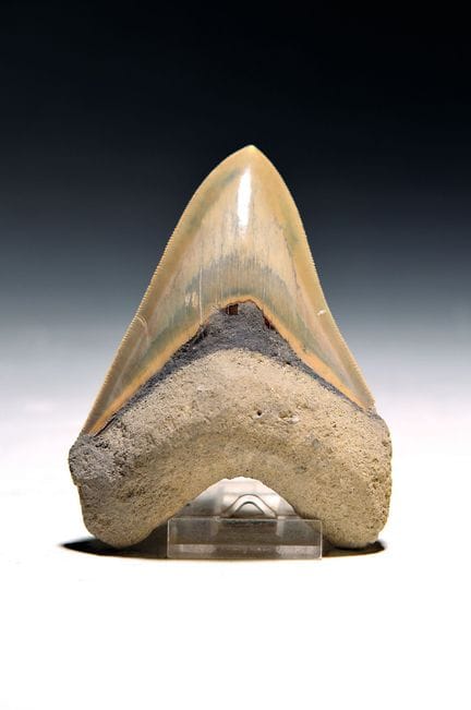 Diente auténtico de Carcharocles megalodon procede