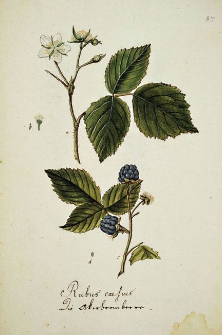 Compendio composto da 69 disegni botanici, per lo 