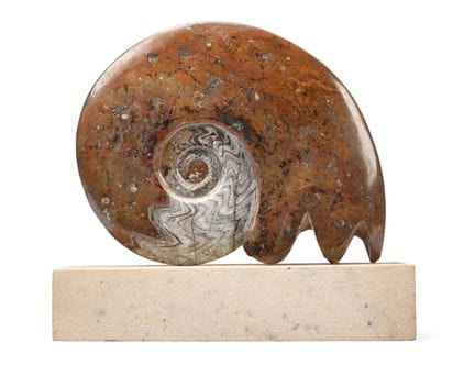 UNA GRANDE AMMONITE FOSSILIZZATA (AMMONOIDEA) – PE