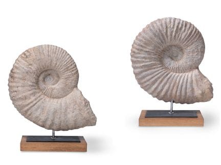 DEUX GRANDES AMMONITES DE LA PÉRIODE CRÉTACÉE (245