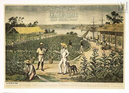 La cultura del tabaco Le Petit Journal Le Journal 