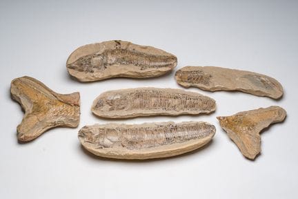 Sechs Querschnitte eines versteinerten Fisches, ve