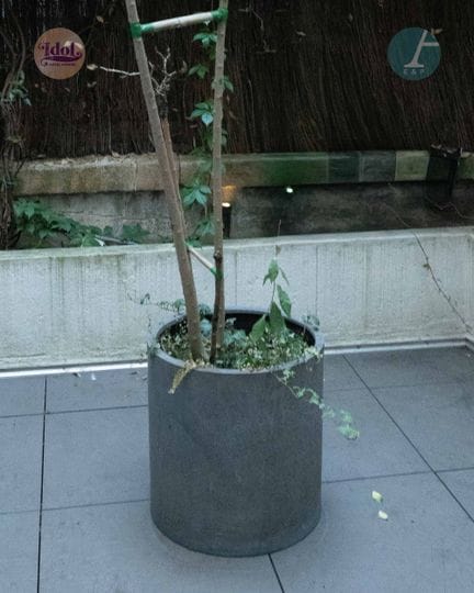 Par de maceteros circulares de hormigón con planta