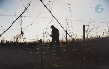 Anonymous
Morning Grape Harvest 
Photographic prin