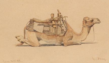 Carl Haag,
tedesco, 1820-1915-

Studio di un camme