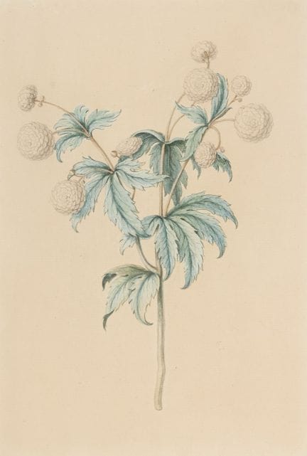 Attribuito a Frederick Polydore Nodder,
britannico
