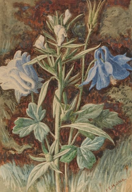 Frederick Edward Hulme,
britannico, 1841-1909-

Ac