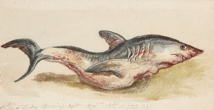 James Ward, RA,
britannico, 1769-1859-

Un pesce n