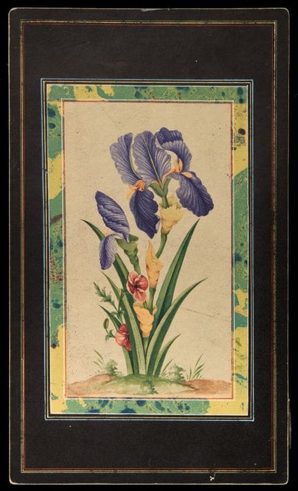 Studio di un’iris,
Iran dei Qajar, prima metà del 