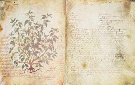 Una copia facsimile del *Codex Vindobonensis Medic