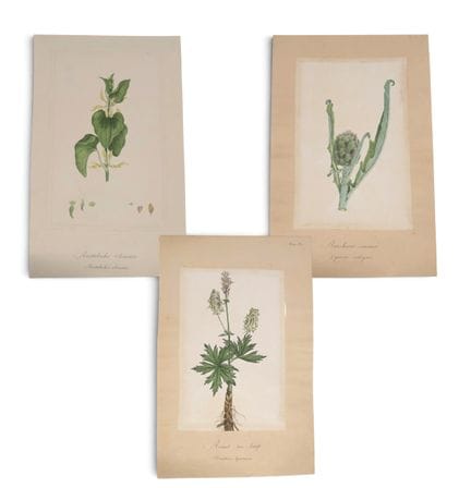 Opera del XIX secolo – Botanica
Serie di tre diseg