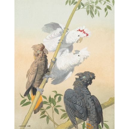 MÖSSEL, JULIUS ( 1872-1960), "Kakadus und Keas", 1