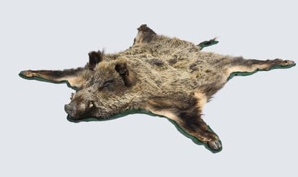 Wild boar mount, hunting trophy consisting of the 
