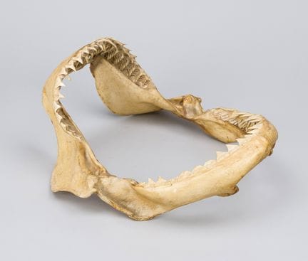 Shark jaw, likely from a blacktip shark (Carcharhi