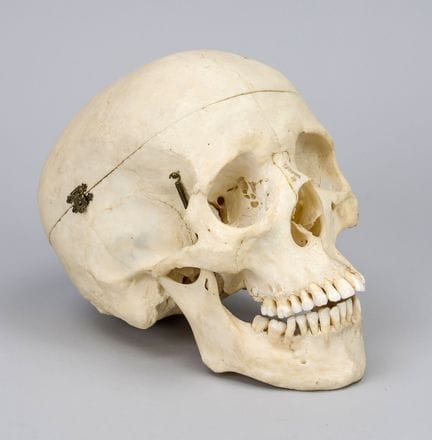 Anatomical teaching model of a human skull, 20th c