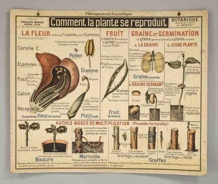 Large school wall chart/educational display on pla