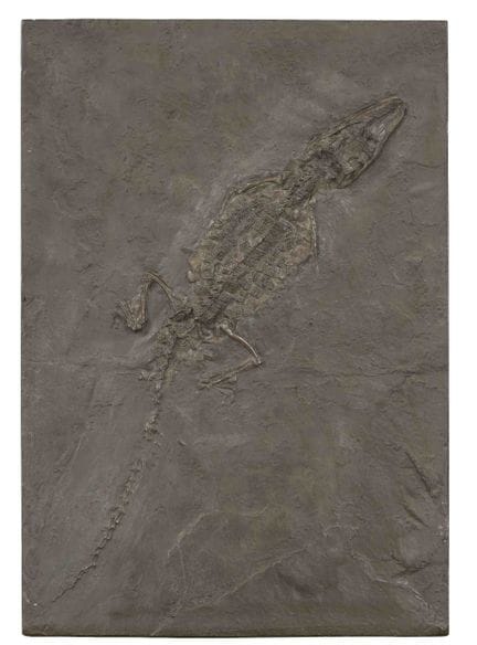 Réplique du fossile « Crocodile de Messel », vers 
