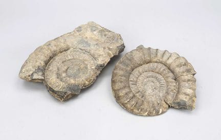 2 fossiles d'ammonites, datant d'environ 60 millio