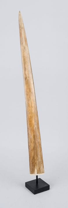 Rostrum eines Schwertfisches, um 2000, Knochen. Ge