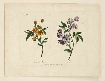 Botanica -- Raccolta di 8 illustrazioni di piante 