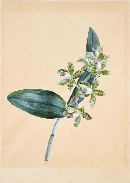 Botanik - - Orchidee, Franz Gruber (1801-1862) (at