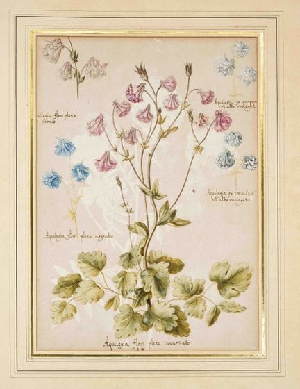 Disegno botanico, probabilmente XVIII secolo, vari