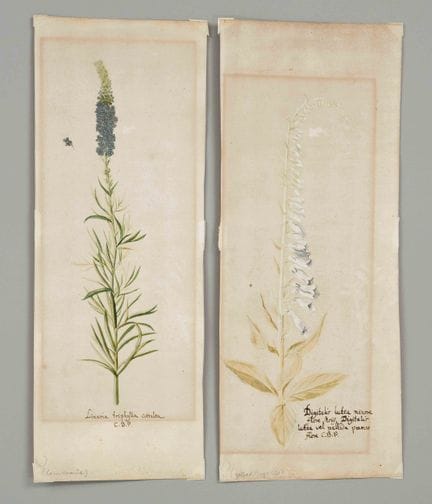 Due disegni botanici, probabilmente del XVIII seco
