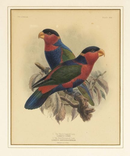 Ornithologie -- Konvolut von 5 Vogeldarstellungen 