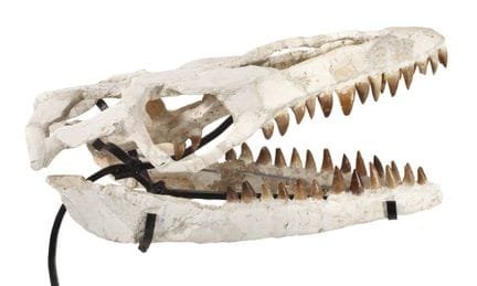 Fossile
Crétacé, probablement un crâne de mosasaur