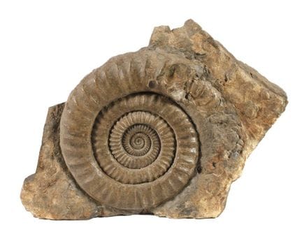Grande ammonite
Coquille d'ammonite finement prépa