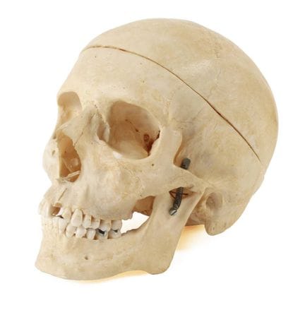 Anatomical display model
probably first half of th