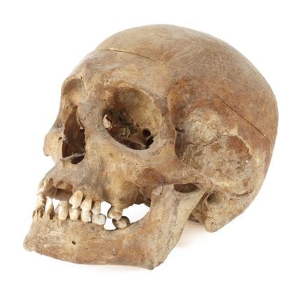 Anatomical demonstration model
probably 1st half o