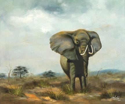 Manfred Leibl, Elefante en la sabana 
elefante afr