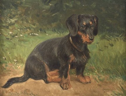 Fritz Schulze-Blanck, Ritratto di bassotto 
bassot