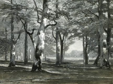 Julius Wentscher, attribuito, “Bosco di latifoglie