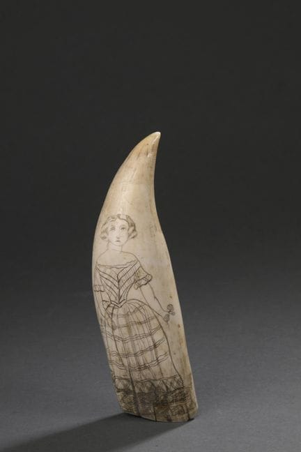Dent de cachalot (Physeter macrocephalus) gravée e