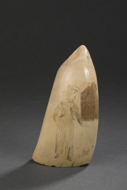 Importante dent de cachalot (Physeter macrocephalu