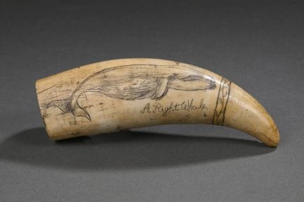 Dent de cachalot (Physeter macrocephalus) gravée e