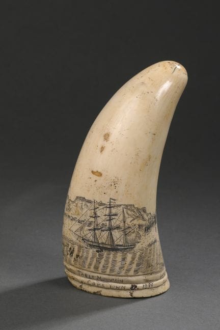 Dent de cachalot (Physeter macrocephalus) polie et