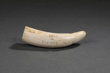 Dent de cachalot (Physeter macrocephalus) polie en