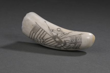 Dent de cachalot (Physeter macrocephalus) polie et