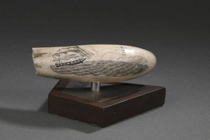 Dent de cachalot (Physeter macrocephalus) gravée e