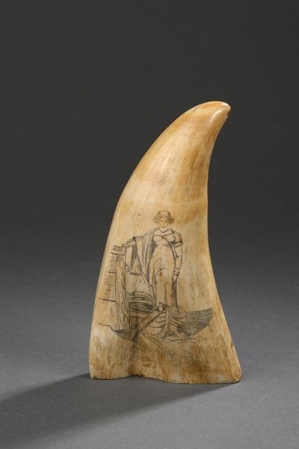 Importante dent de cachalot (Physeter macrocephalu