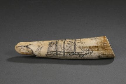 Dent de Morse polie et gravée en scrimshaw représe