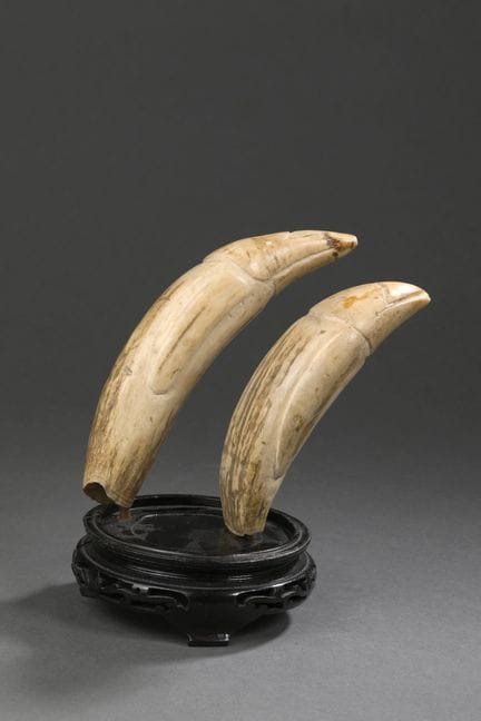 Paire de dents de cachalot (Physeter macrocephalus